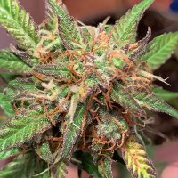 Auto Sour Melon Mass Remaster